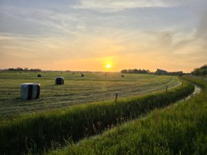 gras oogst balen zon